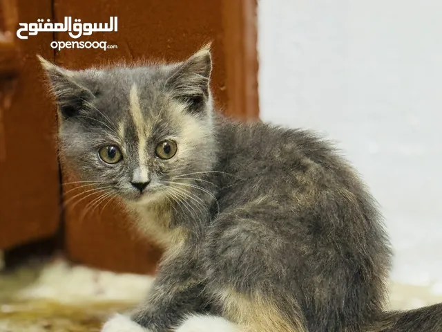 Persian Cat