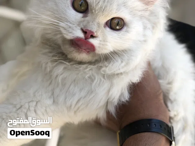شيرازي للتبني اليف هواي مستعجل لان ماكدر اعتني بي وخطية اذا اعوفه يتاذه بالشارع