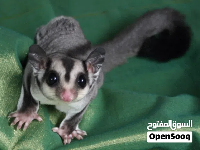 سنجاب طائر شوقر قلايدر بسعر حرق