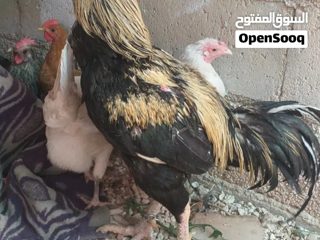 جاج بلدي البيع