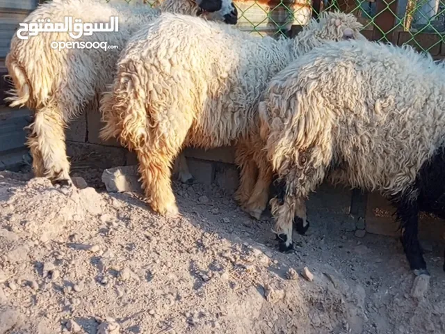 اغنام للبيع في ابو الخصيب