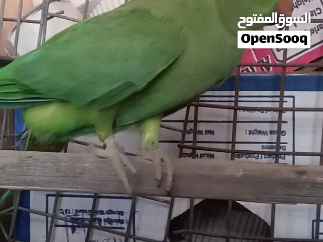 درة خضراء انثى