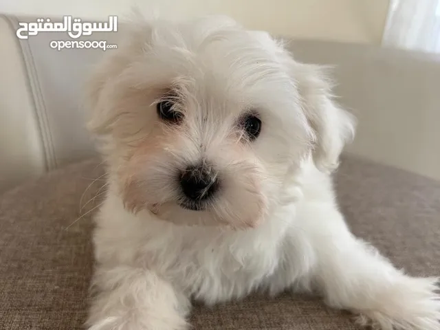 Maltese 1.5month old ,2Male and 2 female
