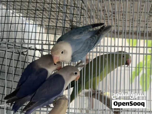 زوج كوكتيل / فيشر