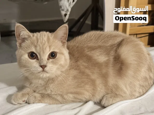 قطط انقاذ للتبني بصحة ممتازة