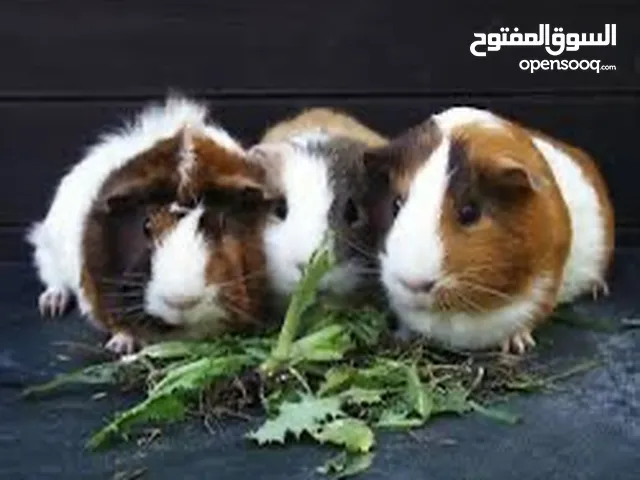 جيني بيغ الأرنب الهندي