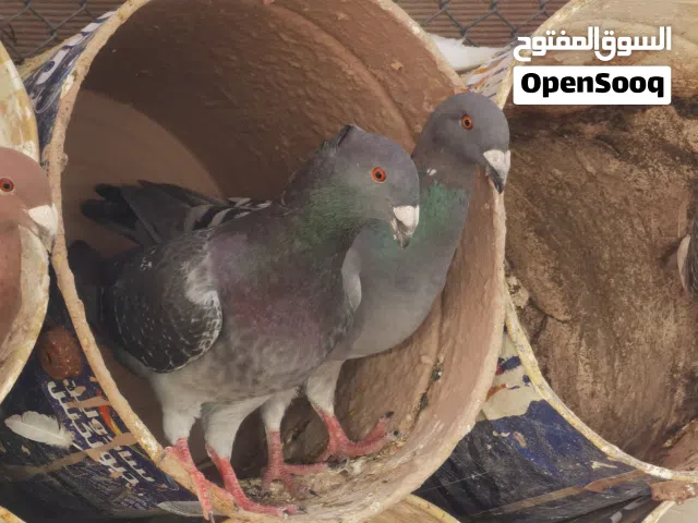 حمام هومر ازواج