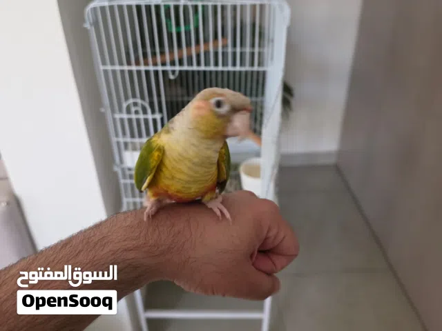 كنيور باينابل أليف مع القفص