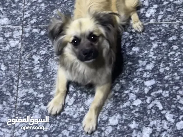 كلب لولو (سبيتز الماني مهجن) للبيع