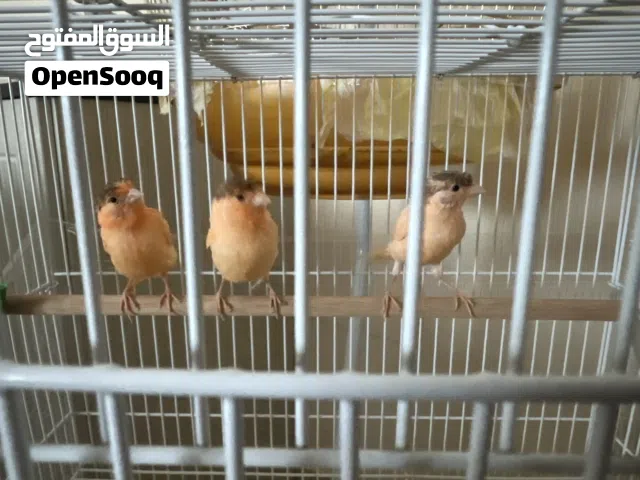 طفرات فراخ كناري سوري