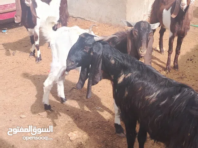 صخول افغاني اثنين  بيهن ذكور