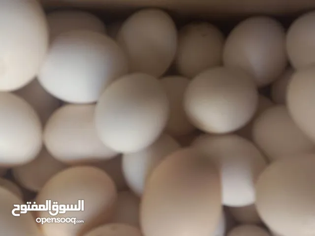 بيض دجاج بلدي مخصب عدد 150 للفقاسات