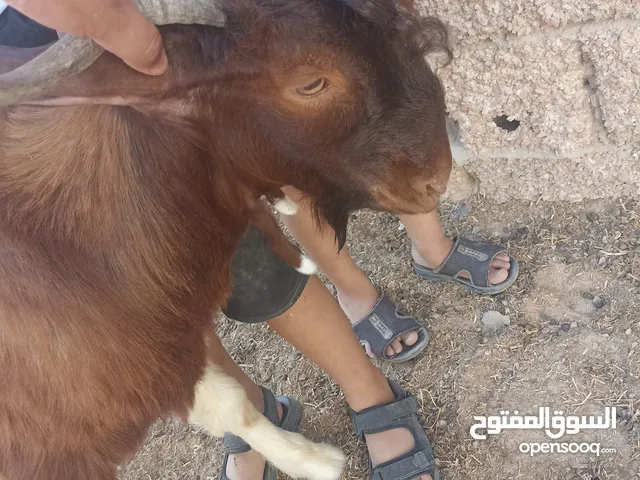 جدي مش امبدل صغير للبيع