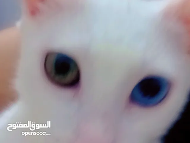 قط خاو ماني سلالة نادرة للبيع وملكية