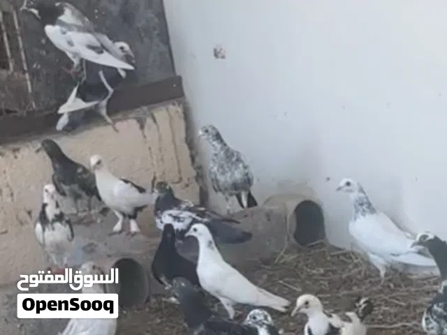 حمام الوحده ب نص ريال
