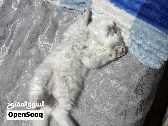 قطه هي وبتها