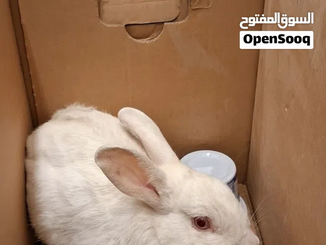 ارنب للتبني