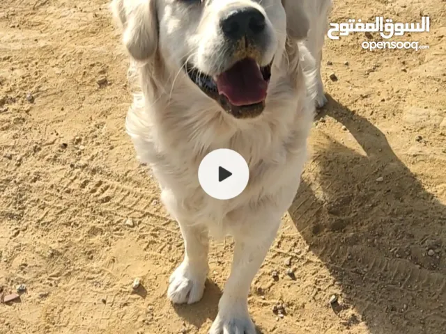 اعلان عن انثي غولدن روتريفر