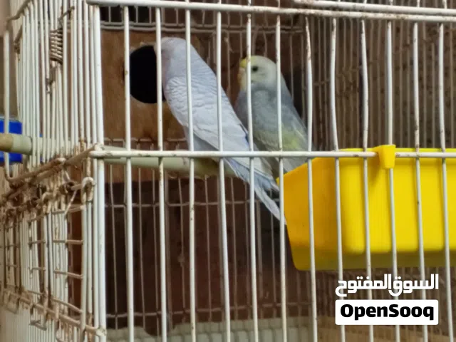 كوبيا بقلينو ربي بارك نضافه المكان الخمس