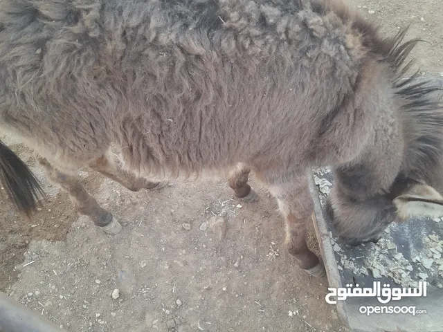 جحش عمر حول 4اشهر ونص