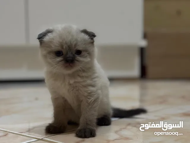 قطط اسكوتش مع شيرازي عمر 50 يوم
