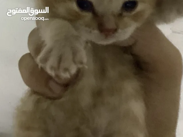 قطه بريتش مع سكوتش فولد