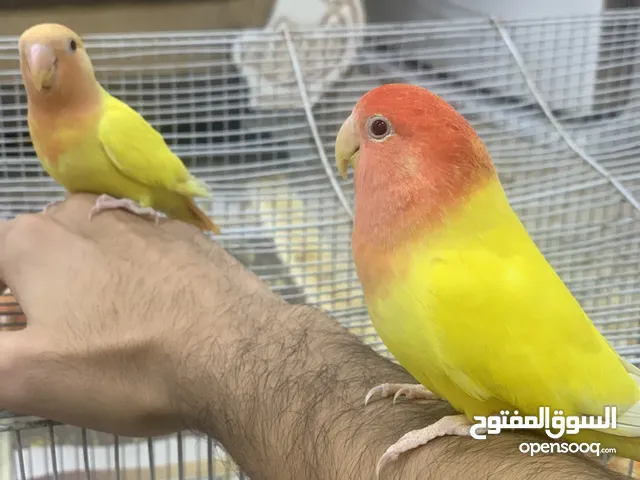 غندور اوبلاين عمر 4 - 6 اشهر