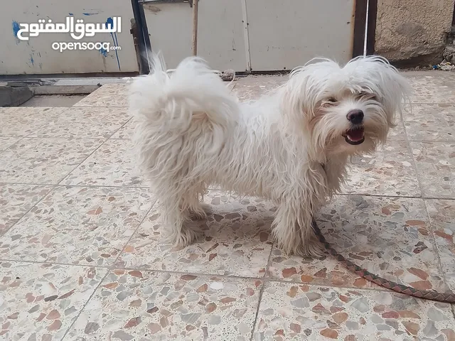كلب زينه للبيع