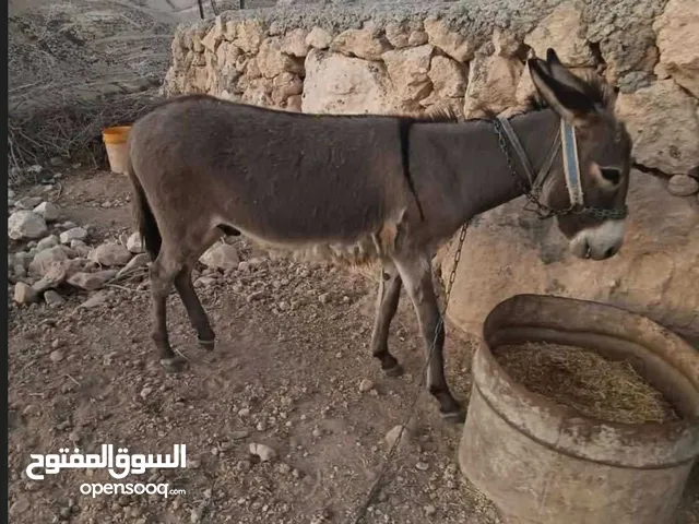 حمار عمره سنة للبيع مرتب جدا للحراثة والركوب