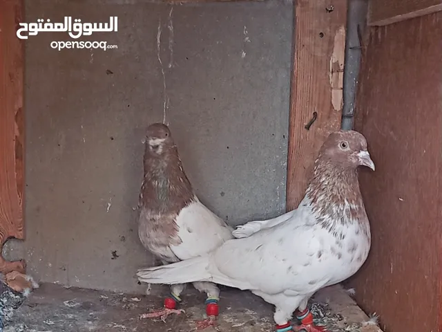 كطعت حمام باكستاني 27 جواز نخب شغلات وطيور حمام
