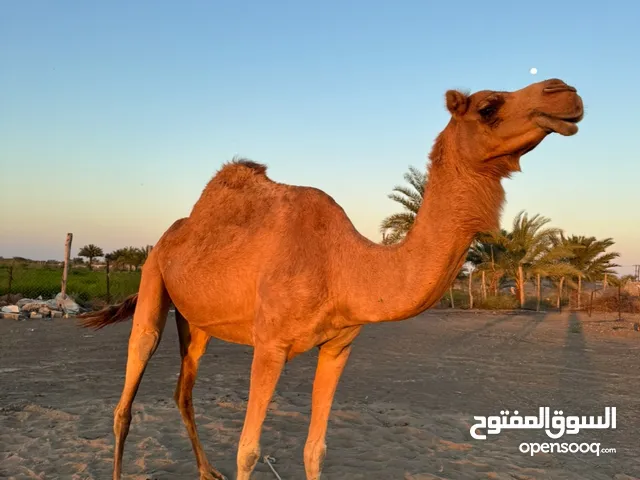 ناقة باطنية من ركاب الهجانة السلطانية العمانية