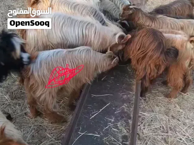 شاه سعيديه اصيلة