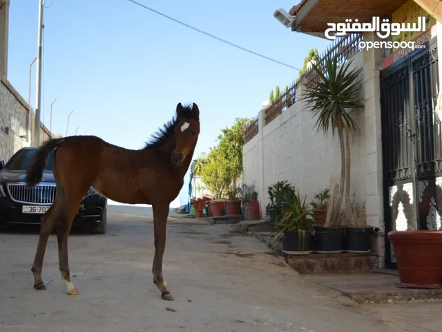 مهرة عربي جاهز للتسجيل للبيع