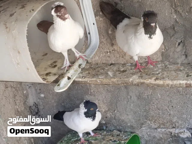 متاح دماكش ورواهب