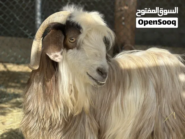 جدي فاخر مشروع تكاثر