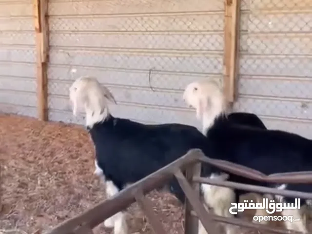 حملات وكبش لعمر ست شهور