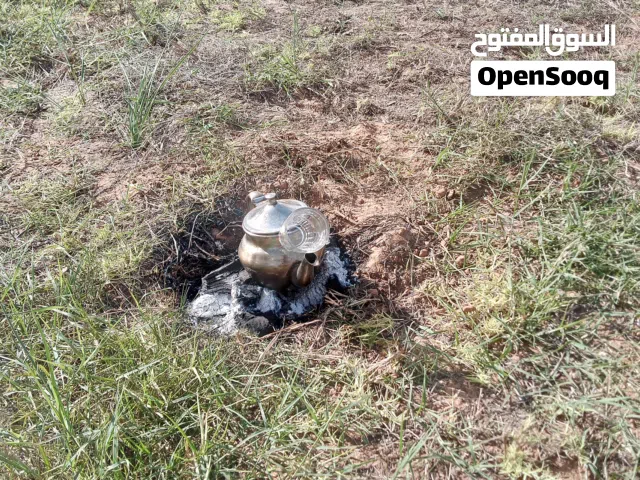 مطلوب دكر اماني فراشه