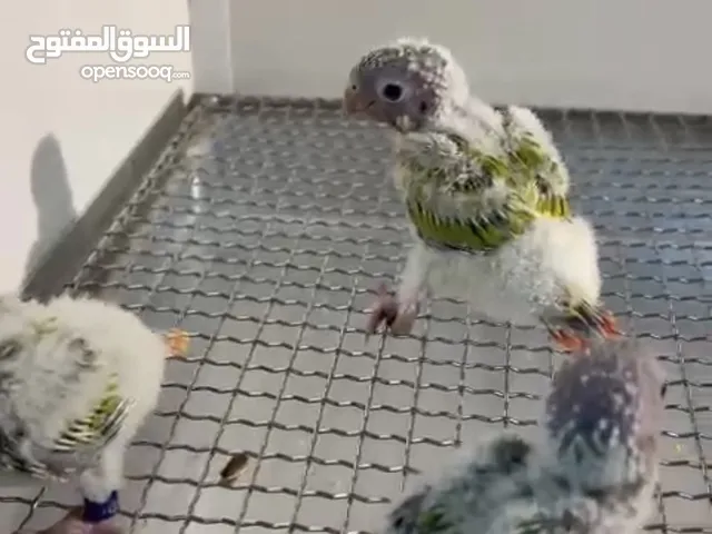 للبيع ثلاث حبات امريكان دايلوت افضل عمر للتدريب