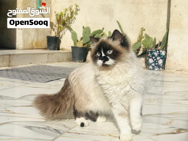 قط تبني واهم شي الي ياخذها يخاف الله بيها