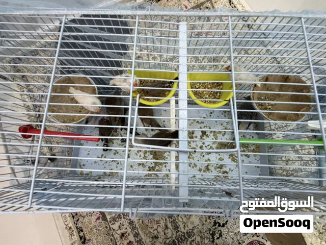 7 finces and 2 doves for sale