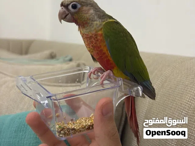 كنيور رد دبل فاكتور