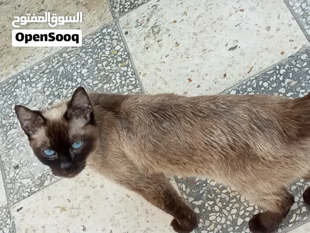 قط نوع سيامي بصحة جيدة جدا للبيع