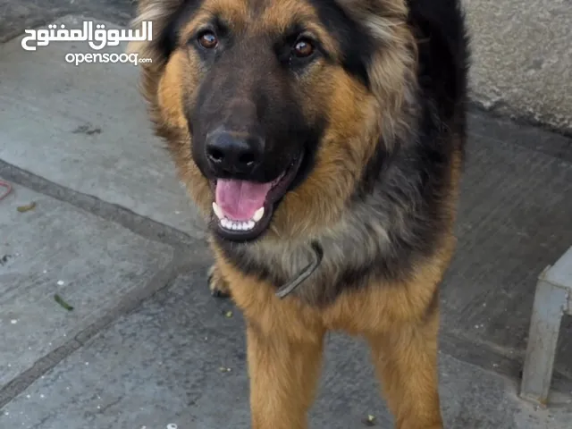 كلب جيرمن 9 اشهر