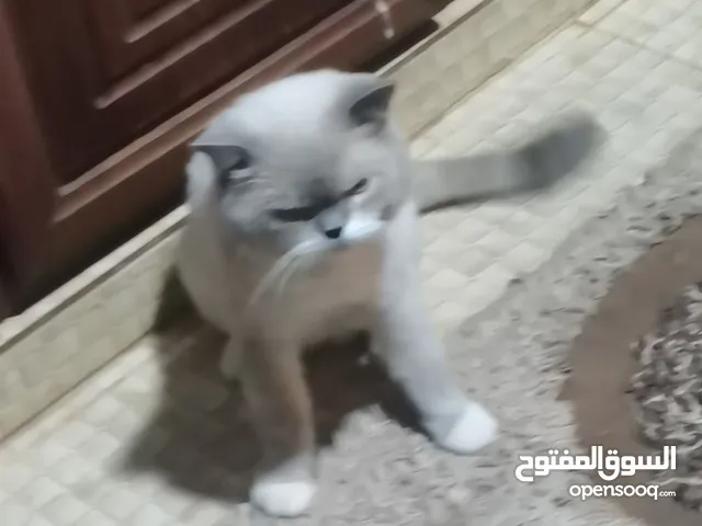 موجود قطط للبيع