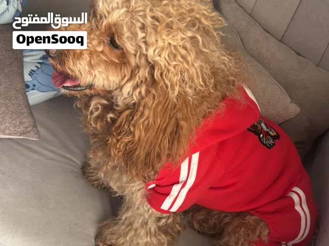 بودل ذهبي لعوب