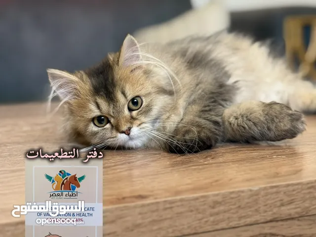 قطه سكوتش ستريت جامبو مستورده من روسيا
