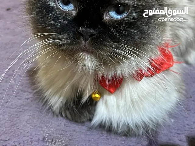 مجموعه قطط للبيع الصحه فول جمال فول