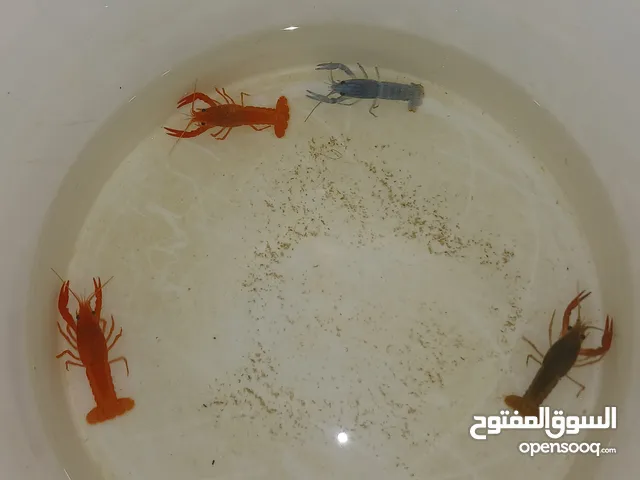 أربع حبات لوبستر بصحة ممتازة للبيع