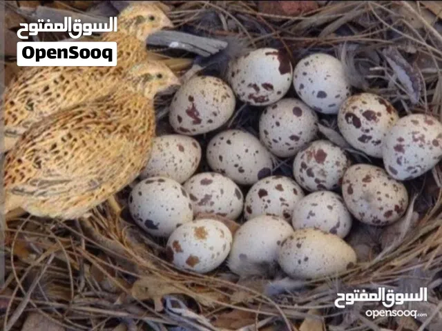 طيور وبيض السمان ( الفري)