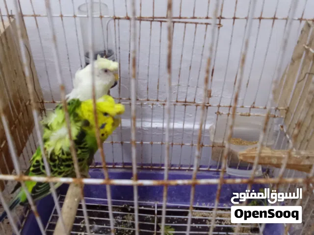 طيور جوزين للبيع 250 د